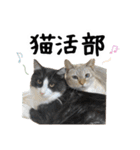 ビビカイのイチャコラスタンプ（個別スタンプ：29）