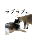 ビビカイのイチャコラスタンプ（個別スタンプ：38）