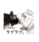 ビビカイのイチャコラスタンプ（個別スタンプ：39）