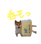 豆柴こてつスタンプ NO.1（個別スタンプ：10）
