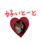 豆柴こてつスタンプ NO.1（個別スタンプ：22）