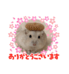 ほっこりハムスター♡日常会話④（個別スタンプ：13）