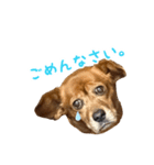 まろんの日常(犬)（個別スタンプ：1）