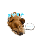 まろんの日常(犬)（個別スタンプ：3）