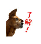 まろんの日常(犬)（個別スタンプ：5）
