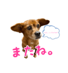 まろんの日常(犬)（個別スタンプ：6）