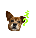 まろんの日常(犬)（個別スタンプ：7）