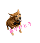 まろんの日常(犬)（個別スタンプ：8）