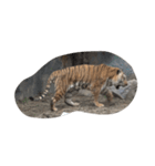 2匹の虎 虎の年 スタンプ（個別スタンプ：30）