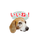 にじくん_スタンプ（個別スタンプ：1）