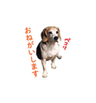 にじくん_スタンプ（個別スタンプ：2）