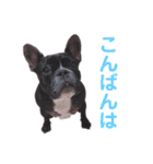 きのこでございまーす（個別スタンプ：3）