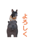 きのこでございまーす（個別スタンプ：16）