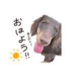 胴長短足にことめる。（個別スタンプ：1）