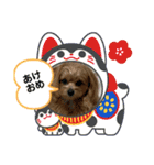 ポメプーのシフォンちゃん4（個別スタンプ：3）