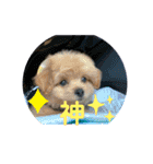 ポメプーのシフォンちゃん4（個別スタンプ：5）