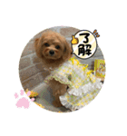 ポメプーのシフォンちゃん4（個別スタンプ：12）
