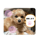 ポメプーのシフォンちゃん4（個別スタンプ：13）