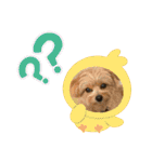 ポメプーのシフォンちゃん4（個別スタンプ：21）