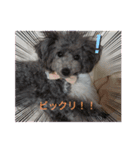 トイプーめいの可愛いスタンプ（個別スタンプ：7）