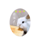 michochii 1（個別スタンプ：10）