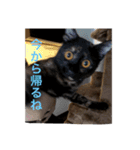 テンちゃんスタンプその4（個別スタンプ：1）