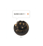 テンちゃんスタンプその4（個別スタンプ：9）