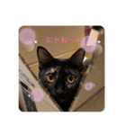 テンちゃんスタンプその4（個別スタンプ：13）