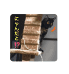 テンちゃんスタンプその4（個別スタンプ：16）