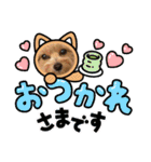 ポメプーのシフォン3（個別スタンプ：1）