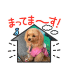ポメプーのシフォン3（個別スタンプ：16）