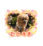 ポメプーのシフォン3（個別スタンプ：20）