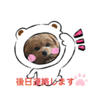 ポメプーのシフォン3（個別スタンプ：22）