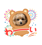 ポメプーのシフォン3（個別スタンプ：24）