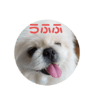 ペキニーズ顔で、表現（個別スタンプ：4）
