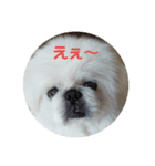 ペキニーズ顔で、表現（個別スタンプ：6）