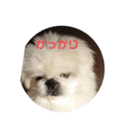 ペキニーズ顔で、表現（個別スタンプ：7）