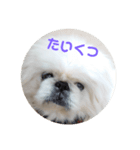 ペキニーズ顔で、表現（個別スタンプ：8）