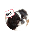 狆面白言葉（個別スタンプ：3）