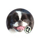 狆面白言葉（個別スタンプ：7）