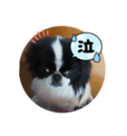 狆面白言葉（個別スタンプ：8）