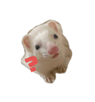 フェレットのしらたま（個別スタンプ：2）