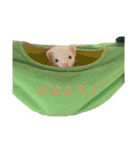 フェレットのしらたま（個別スタンプ：6）
