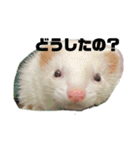 フェレットのしらたま（個別スタンプ：9）