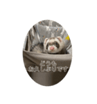 同居人のイタチ 第二弾（個別スタンプ：1）