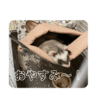 同居人のイタチ 第二弾（個別スタンプ：4）
