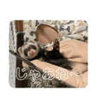 同居人のイタチ 第二弾（個別スタンプ：5）