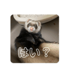 同居人のイタチ 第二弾（個別スタンプ：7）