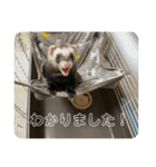同居人のイタチ 第二弾（個別スタンプ：8）