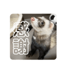 同居人のイタチ 第二弾（個別スタンプ：9）